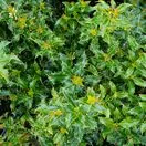 Ilex Alaska 2