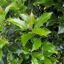 Ilex Alaska 3