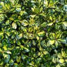 Ilex Lawsoniana 1