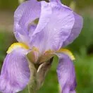 Iris pallida Variegata 2