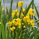 Iris pseudacorus 2