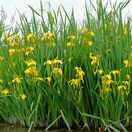 Iris pseudacorus 4
