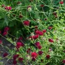 Knautia macedonica 2