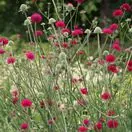 Knautia macedonica 3