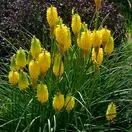 Kniphofia Bees Lemon 1
