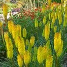 Kniphofia Bees Lemon  2