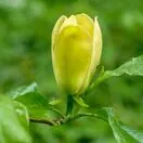 Magnolia Yellow Bird 2