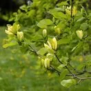 Magnolia Yellow Bird 3