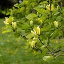 Magnolia Yellow Bird 3