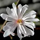 Magnolia stellata 1