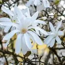 Magnolia stellata 2