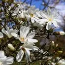 Magnolia stellata 4
