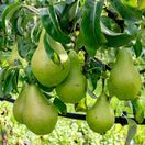 Pear TREE Concorde 1