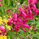 Penstemon Andenken Friedrich Hahn 1