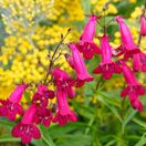 Penstemon Andenken Friedrich Hahn 2