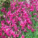 Penstemon Andenken Friedrich Hahn 3