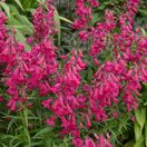 Penstemon Andenken Friedrich Hahn 4