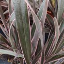 Phormium Pink Stripe 1