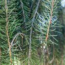 Picea breweriana 1