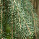 Picea breweriana 3