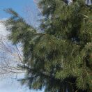 Picea breweriana 5