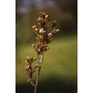 Prunus Amanogawa 2