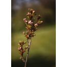 Prunus Amanogawa 2