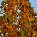 Prunus Amanogawa 4