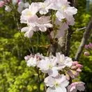 Prunus Amanogawa 5