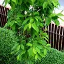 Prunus Amanogawa 6