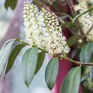 Prunus Lusitanica 1 AS