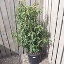 Prunus Lusitanica 80-100cm 1 OP