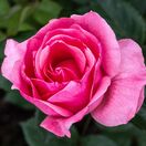 Rosa Queen Elizabeth 1