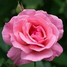 Rosa Queen Elizabeth 2