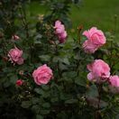 Rosa Queen Elizabeth 3
