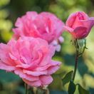 Rosa Queen Elizabeth 4