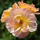 Rosa The Lark Ascending 1