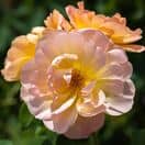 Rosa The Lark Ascending 1