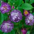 Rosa Veilchenblau 1