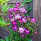 Rosa Veilchenblau 2