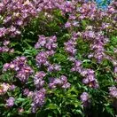 Rosa Veilchenblau 3