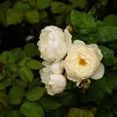 Rosa William and Catherine 1