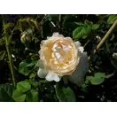 Rosa Wollerton Old Hall 1