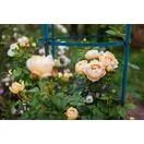 Rosa Wollerton Old Hall 2