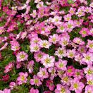Saxifrage Alpino Early Rose 1