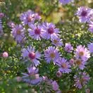 Symphyotrichum Coombe Fishacre 1
