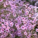 Symphyotrichum Coombe Fishacre 2