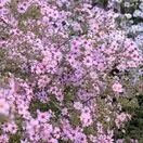 Symphyotrichum Coombe Fishacre 3
