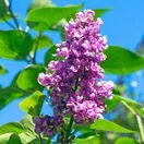 Syringa Charles Joly 2