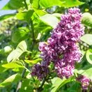 Syringa Charles Joly 3